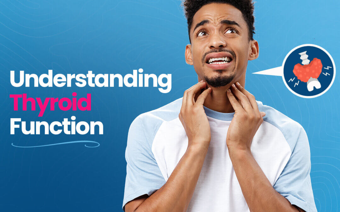 Understanding Thyroid Function
