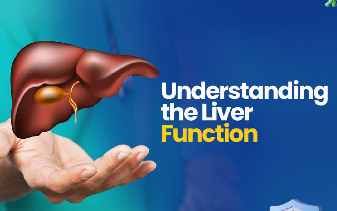 Understanding the Liver Function
